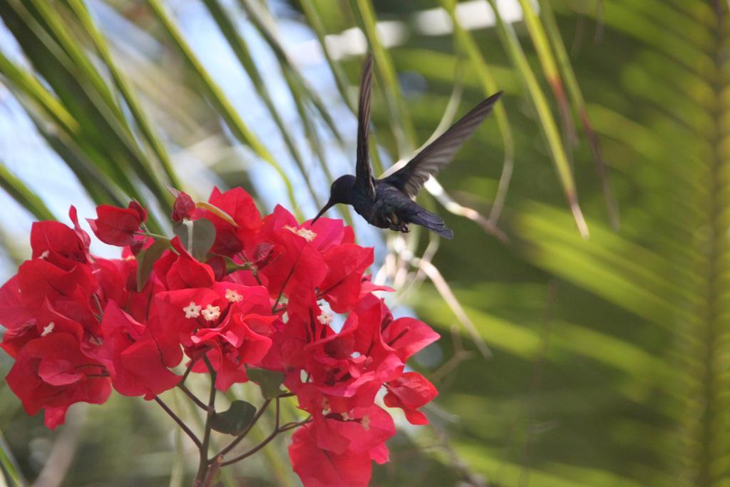 Cumelen Villa Jijoca de Jericoacoara Esterno foto